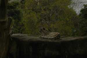 SNOW-LEOPARD-22NOV22(1)